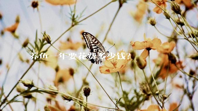 养鱼一年要花费多少钱？